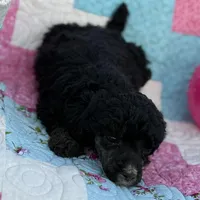 Shera, a female Poodle - Standard  for sale in Richland, MO – Photo 2 of 2