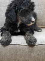 Shera, a female Poodle - Standard  for sale in Richland, MO – Photo 1 of 2