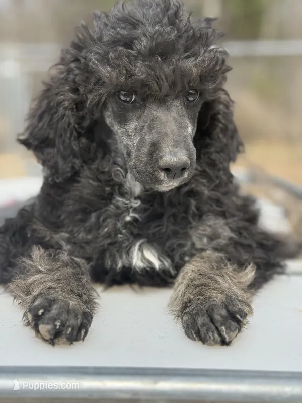 Shera – Poodle - Standard  puppy for sale in Richland, MO