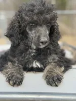 Shera, a female Poodle - Standard  for sale in Richland, MO – 2 of 4