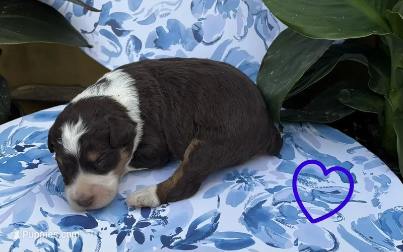Boy 2 – Aussiedoodle puppy for sale in Richland, MO