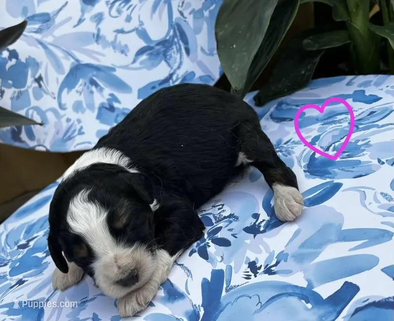 Girl 1 – Aussiedoodle puppy for sale in Richland, MO