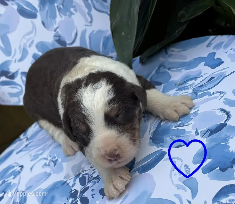 Boy 4 – Aussiedoodle puppy for sale in Richland, MO