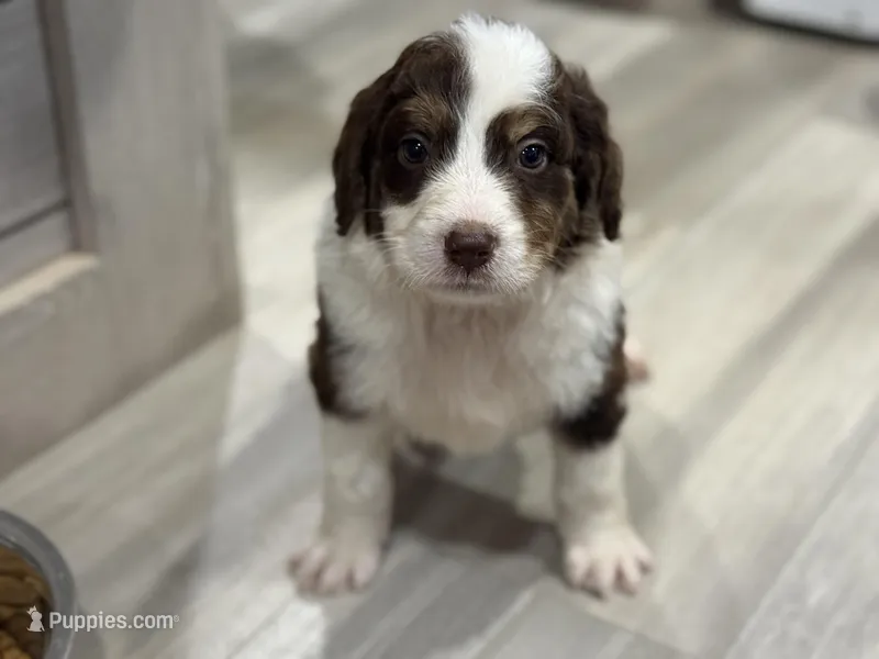 Boy 4 – Aussiedoodle puppy for sale in Richland, MO