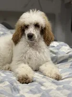 processed/41c2aaab-7c27-4969-92f4-086ebc3ab8b9/listing/91fb3d50-6fdb-4e51-bac0-e5b692c8d712/bafff0c4-8d87-4224-ac13-ff861b45de2f