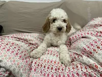 processed/41c2aaab-7c27-4969-92f4-086ebc3ab8b9/listing/91fb3d50-6fdb-4e51-bac0-e5b692c8d712/c3cc8b27-89fe-4a3c-a25c-d43d00401e6a