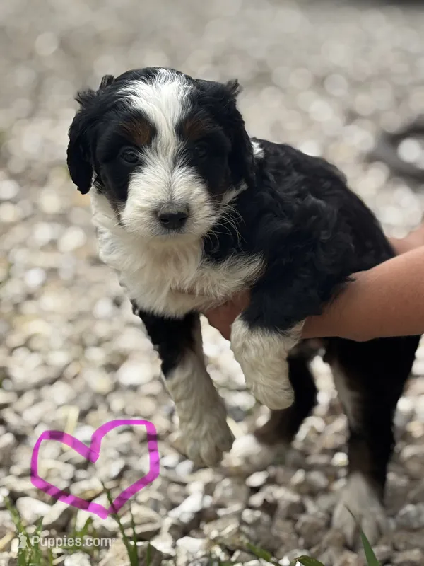 Girl 1 – Aussiedoodle puppy for sale in Richland, MO