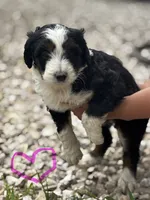 Girl 1, a female Aussiedoodle for sale in Richland, MO – 1 of 2