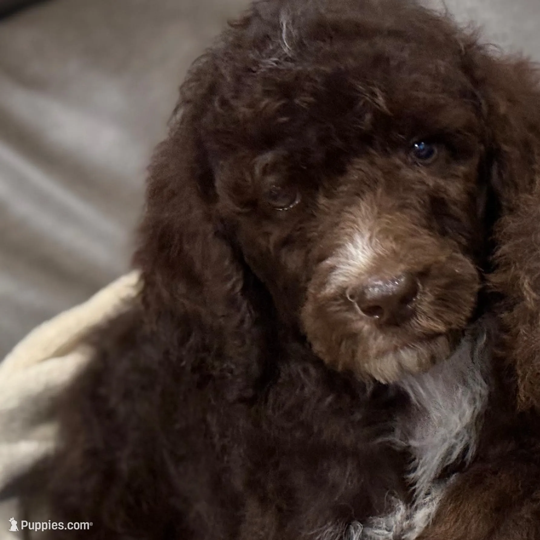 Beau – Poodle - Standard  puppy for sale in Tuscumbia, MO