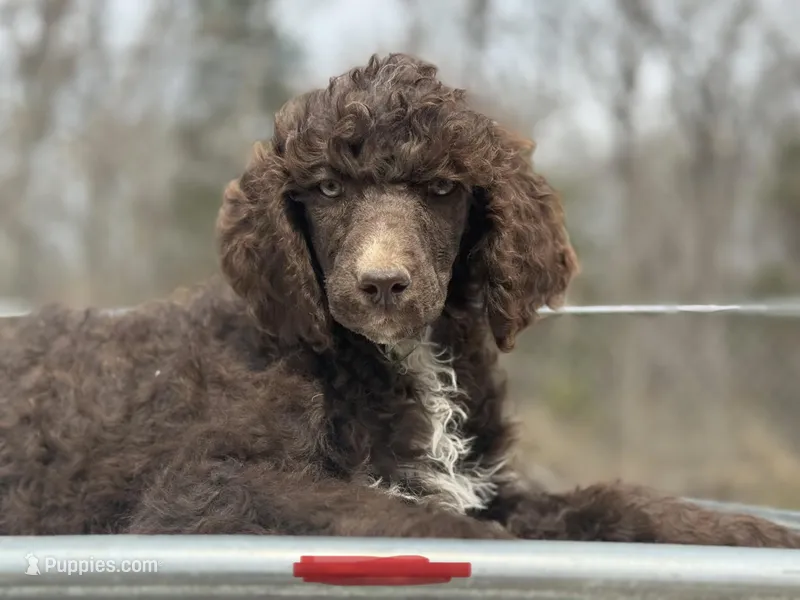 Beau – Poodle - Standard  puppy for sale in Richland, MO