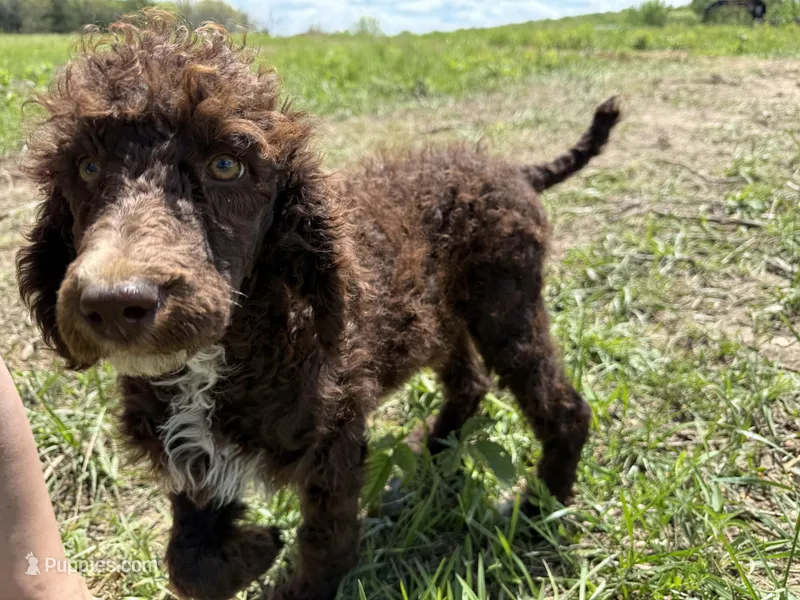 Beau – Poodle - Standard  puppy for sale in Richland, MO