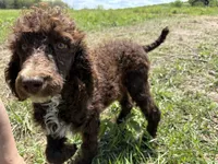 Beau, a male Poodle - Standard  for sale in Richland, MO – 1 of 4