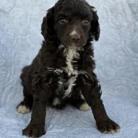 Beau, a male Poodle - Standard  for sale in Richland, MO – Photo 2 of 2