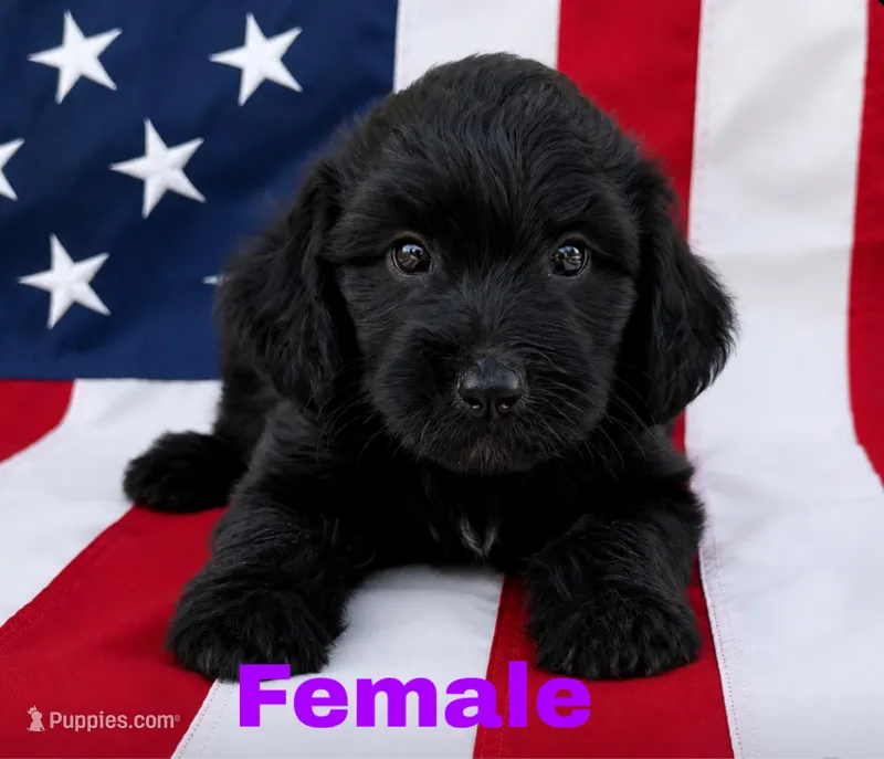Airy – Aussiedoodle puppy for sale in Richland, MO