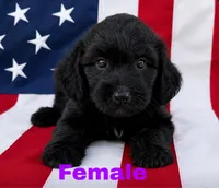 Airy, a female Aussiedoodle for sale in Richland, MO – 1 of 1