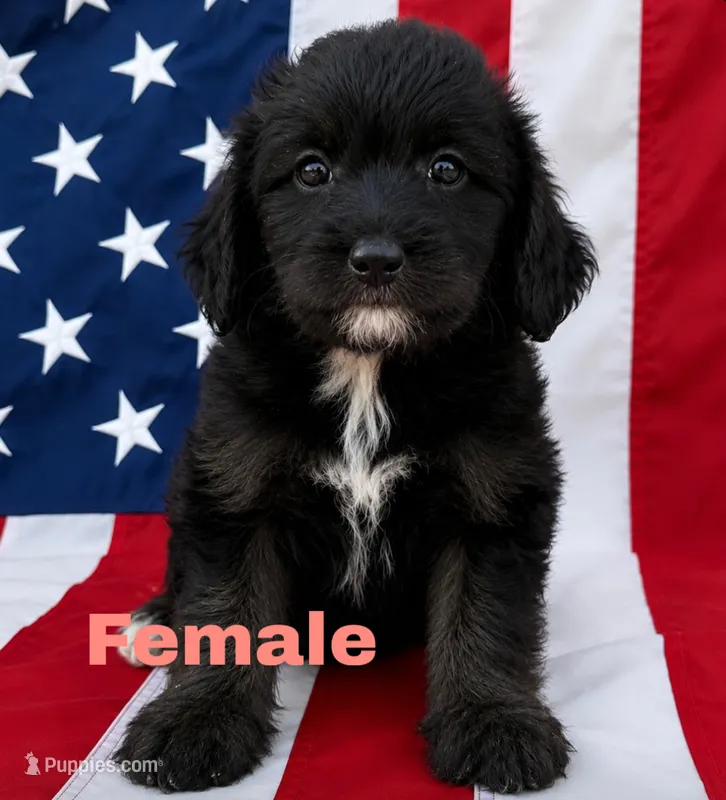 Sage – Aussiedoodle puppy for sale in Richland, MO