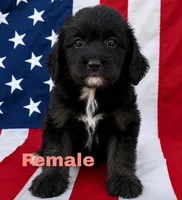 Sage, a female Aussiedoodle for sale in Richland, MO – 1 of 1