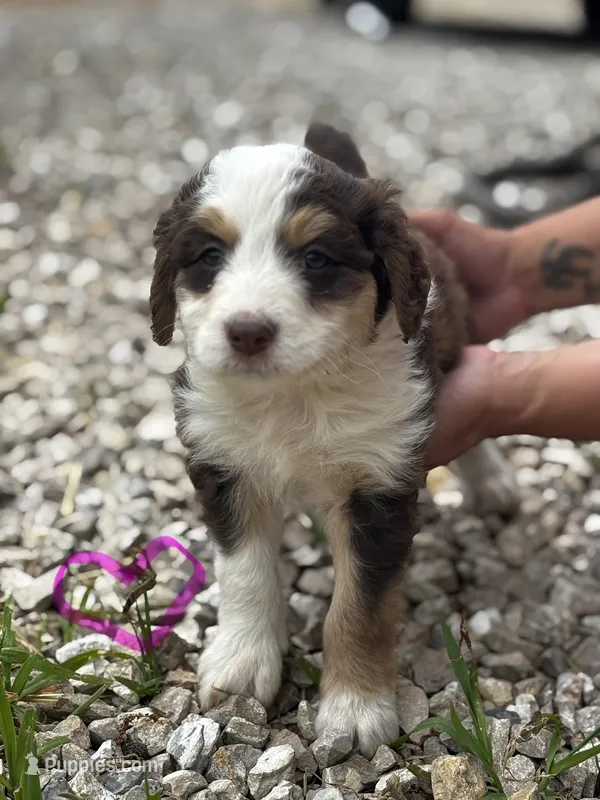 Girl 2 – Aussiedoodle puppy for sale in Richland, MO