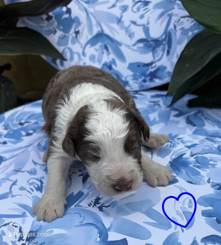 Boy1 – Aussiedoodle puppy for sale in Richland, MO