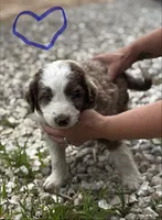Boy1, a male Aussiedoodle for sale in Richland, MO – 1 of 2