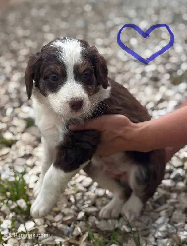Boy 2 – Aussiedoodle puppy for sale in Richland, MO