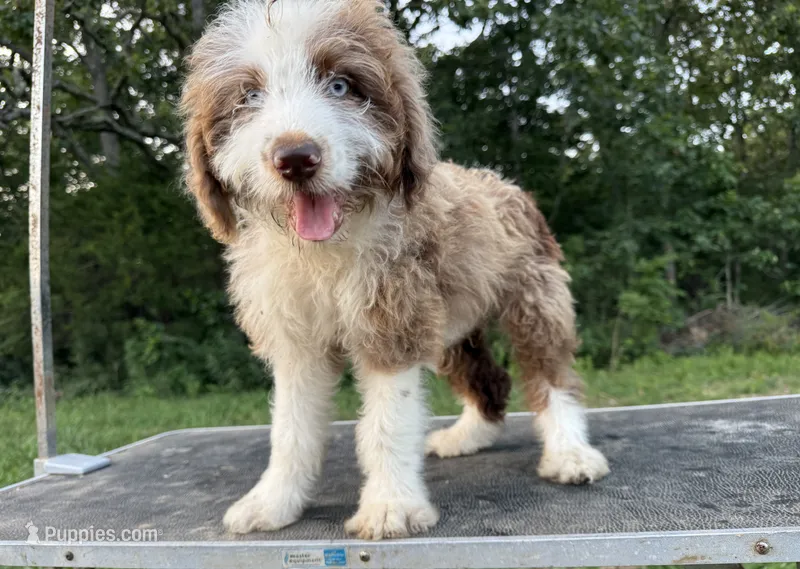 Boy1 – Aussiedoodle puppy for sale in Richland, MO