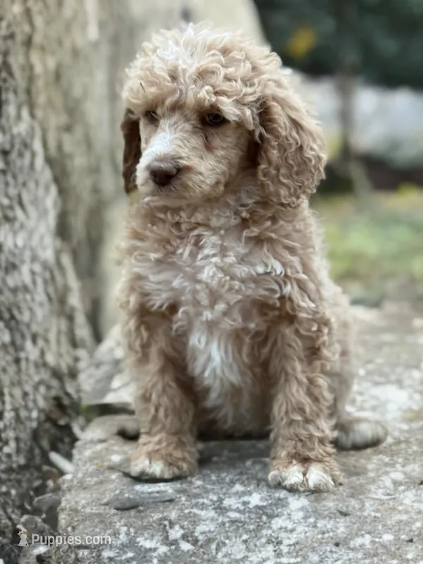 Peach – Poodle - Standard  puppy for sale in Tuscumbia, MO