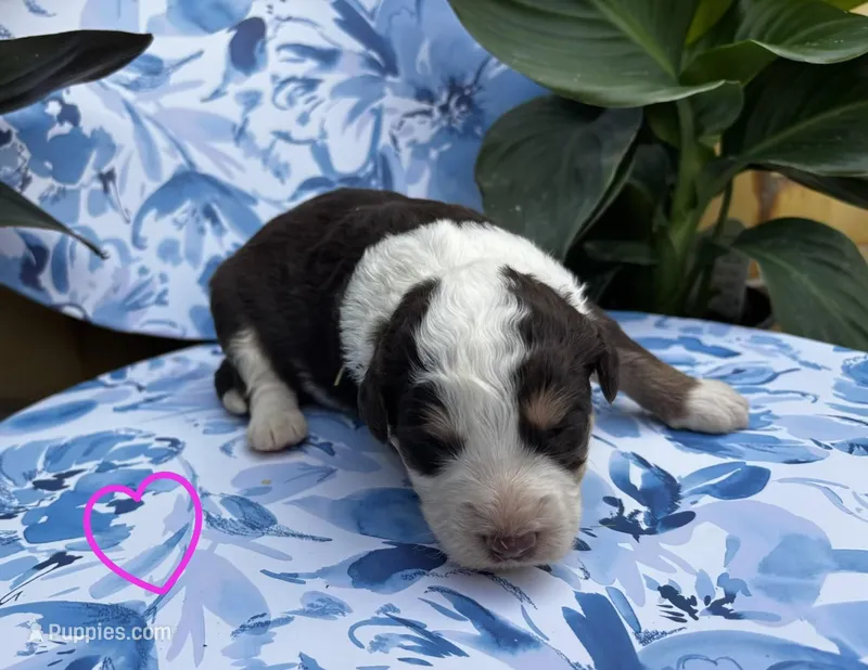 Girl 2 – Aussiedoodle puppy for sale in Richland, MO