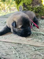 Lucy , a female German Shepherd Dog and Anatolian Shepherd Dog for sale in Langley, WA – 5 of 5