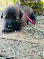 Lucy , a female German Shepherd Dog and Anatolian Shepherd Dog for sale in Langley, WA – 3 of 5