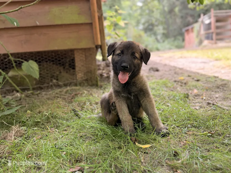 Staci  – German Shepherd Dog, Anatolian Shepherd Dog puppy for sale in Langley, WA