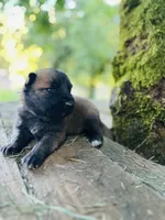 Rocket , a male German Shepherd Dog and Anatolian Shepherd Dog for sale in Langley, WA – 1 of 3