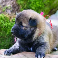 Lucy , a female German Shepherd Dog and Anatolian Shepherd Dog for sale in Langley, WA – 1 of 5