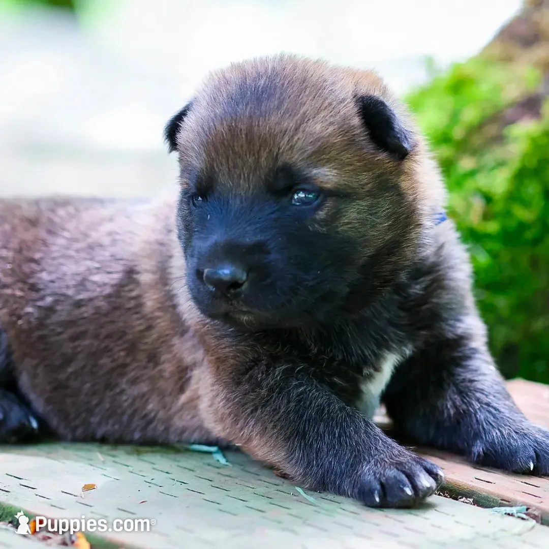 Fred , a male German Shepherd Dog and Anatolian Shepherd Dog for sale in Langley, WA – 1 of 6