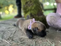 Staci , a female German Shepherd Dog and Anatolian Shepherd Dog for sale in Langley, WA – 2 of 5