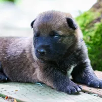 Staci , a female German Shepherd Dog and Anatolian Shepherd Dog for sale in Langley, WA – 5 of 5