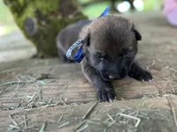 Fred , a male German Shepherd Dog and Anatolian Shepherd Dog for sale in Langley, WA – 6 of 6