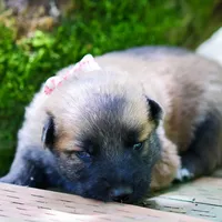 Staci , a female German Shepherd Dog and Anatolian Shepherd Dog for sale in Langley, WA – 1 of 5