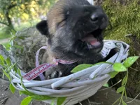 Staci , a female German Shepherd Dog and Anatolian Shepherd Dog for sale in Langley, WA – 4 of 5