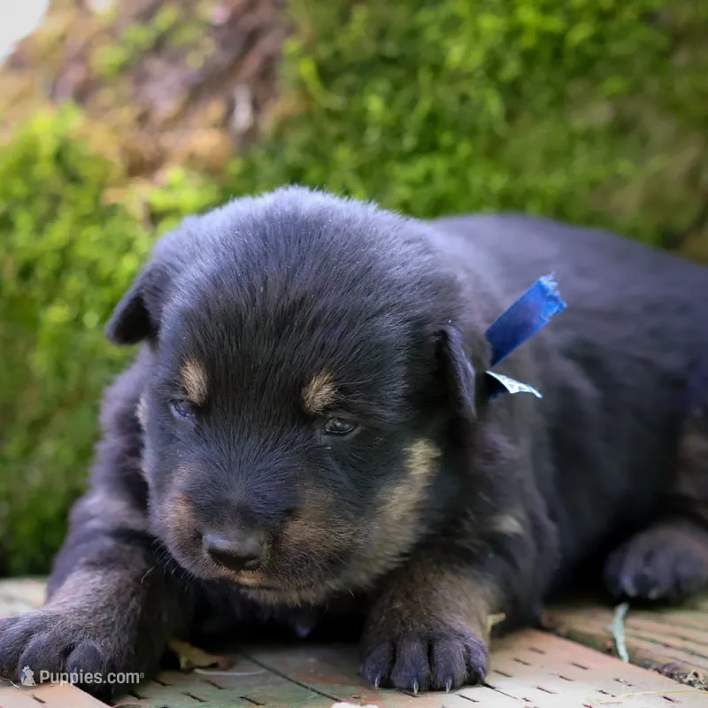Jeff  – German Shepherd Dog, Anatolian Shepherd Dog puppy for sale in Langley, WA