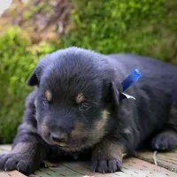 Jeff , a male German Shepherd Dog and Anatolian Shepherd Dog for sale in Langley, WA – 1 of 5