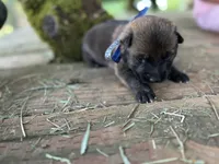 Fred , a male German Shepherd Dog and Anatolian Shepherd Dog for sale in Langley, WA – 5 of 6