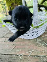 Chase, a male German Shepherd Dog and Anatolian Shepherd Dog for sale in Langley, WA – 5 of 6