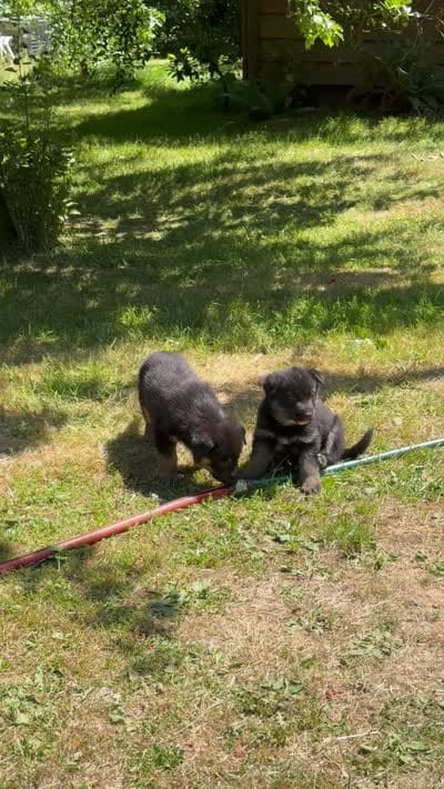 Chase, a male German Shepherd Dog and Anatolian Shepherd Dog for sale in Langley, WA – 10 of 10