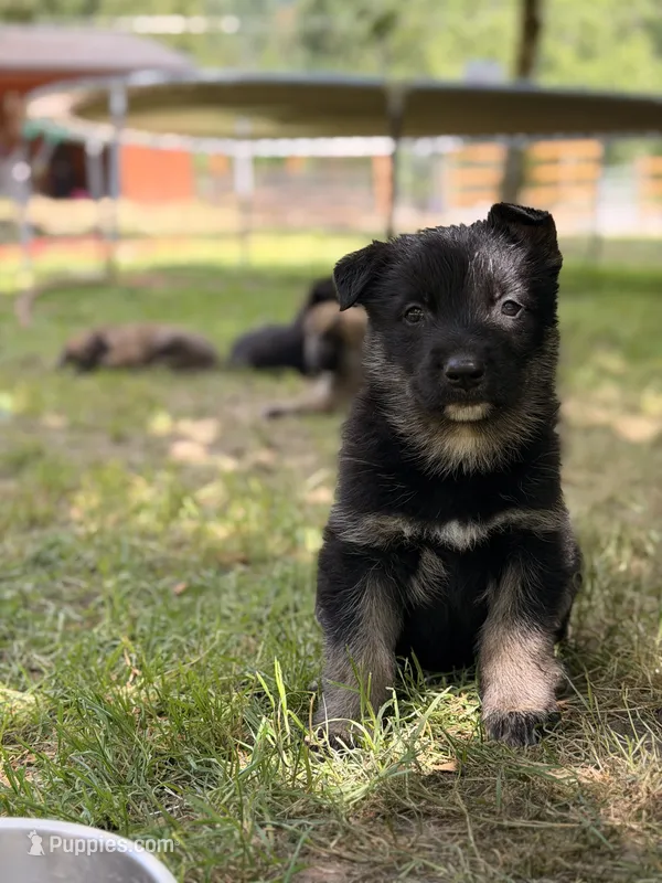 Chase – German Shepherd Dog, Anatolian Shepherd Dog puppy on hold in Langley, WA