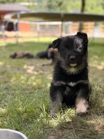Chase, a male German Shepherd Dog and Anatolian Shepherd Dog for sale in Langley, WA – 1 of 10