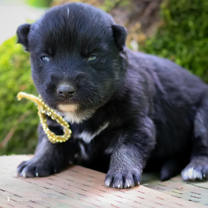 Chase – German Shepherd Dog, Anatolian Shepherd Dog puppy for sale in Langley, WA