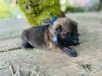 Fred , a male German Shepherd Dog and Anatolian Shepherd Dog for sale in Langley, WA – 4 of 6