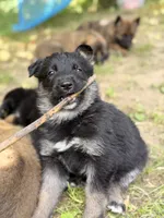 Chase, a male German Shepherd Dog and Anatolian Shepherd Dog for sale in Langley, WA – 2 of 10