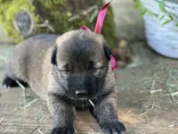 Lucy , a female German Shepherd Dog and Anatolian Shepherd Dog for sale in Langley, WA – 4 of 5